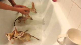Смотреть онлайн Маленькие лисы купаются в ванной