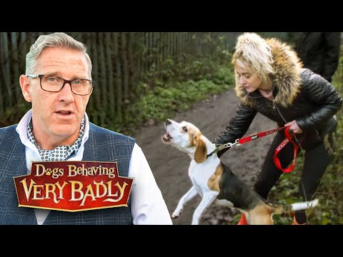 Extremely Reactive Dogs: The Meltdown Moments That Stun Their Owners!