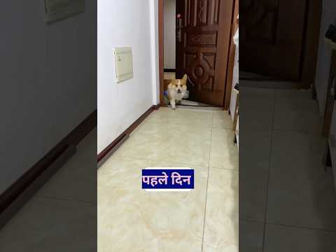 The dog brings some surprise for the owner every day