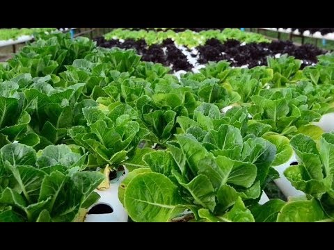 H2Hydroponics: So helfen uns Hydrokulturen, Wasser zu sparen I The Future is Exciting