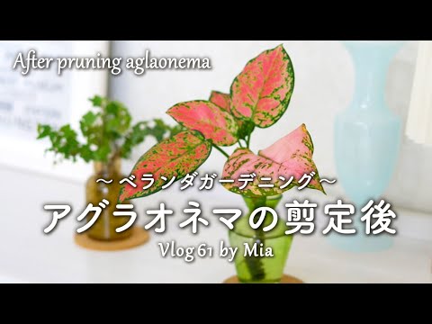 アンティラス 植物