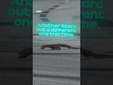 Look Out For The Lizards! 🦎