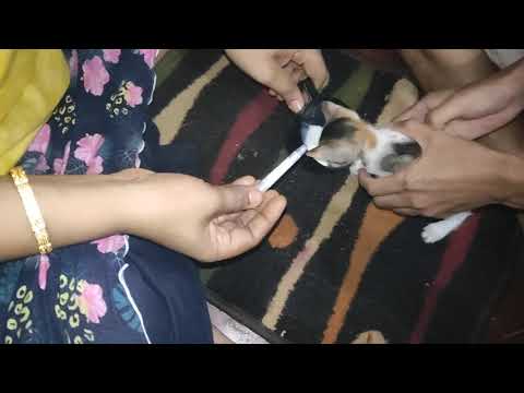 #eatwithchumki # catsbaby#puciya#