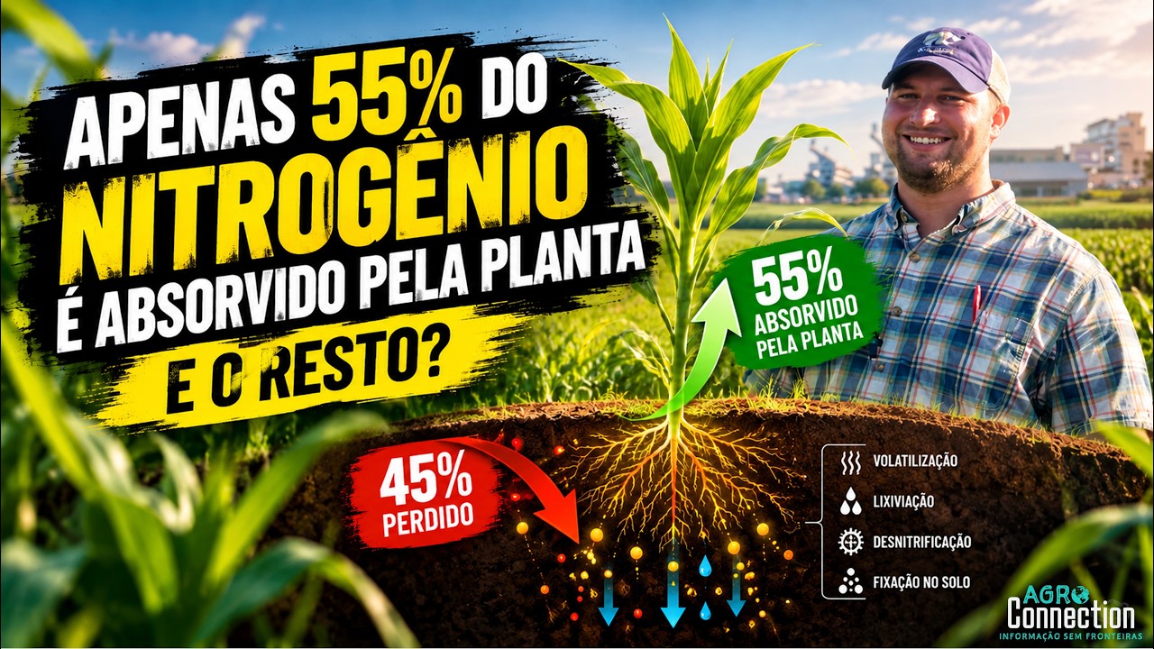 Safra Soja e Milho EUA 2026 - 21 de setembro - manejo de nitrogênio