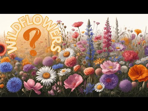 Wildflowers: The Secret Science Behind Their Beauty