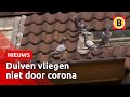Nederlandse duiven mogen grens niet over | Omroep Brabant
