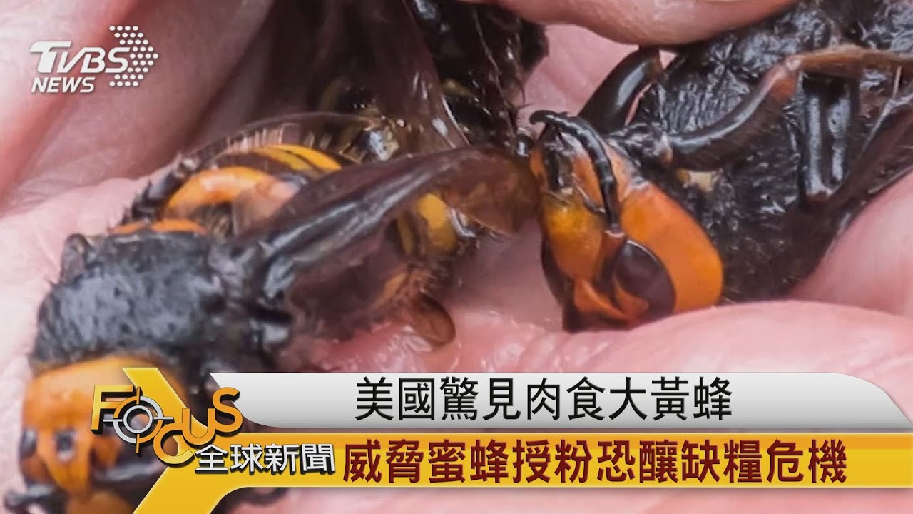 美國驚見肉食大黃蜂 威脅蜜蜂授粉恐釀缺糧危機