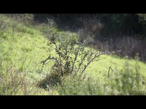 “Shrub Oak” experimental animation