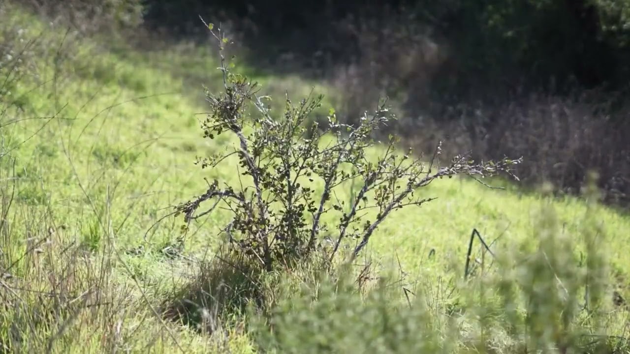 “Shrub Oak” experimental animation