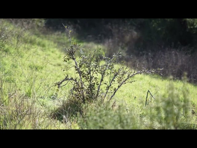 “Shrub Oak” experimental animation