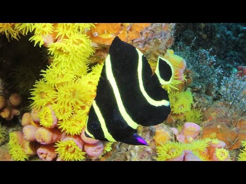 2018March15 Scuba Dive on Neptune Spar VK826 Beer Can Rig with PrimoFish