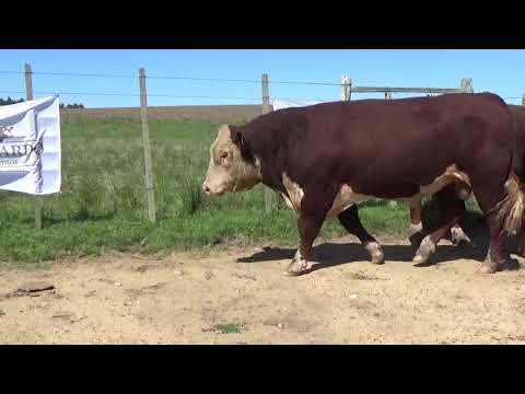 Lote 4 Toros PI Polled Hereford, Lavalleja
