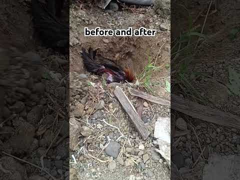 From chick to chicken #chicken #serama #bantam