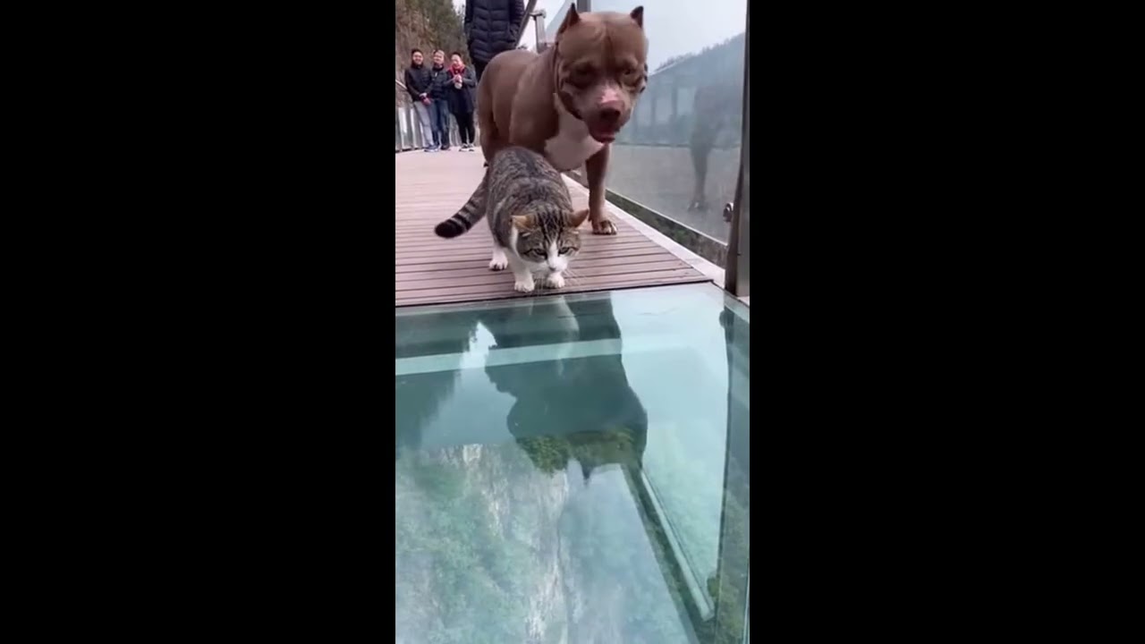 so funny #viral #trending #short