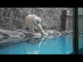 Oga Aquarium GAO Polar Bear 1