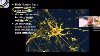 Anatomy of a Neuron