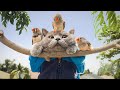 Mean Birds by AaronsAnimals 6 months ago Mean Birds by AaronsAnimals 6 months ago