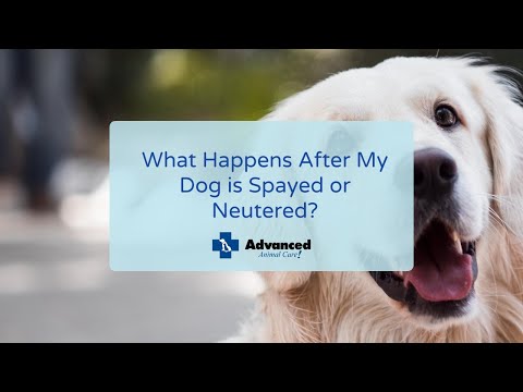 What Happens After My Dog is Spayed or Neutered?