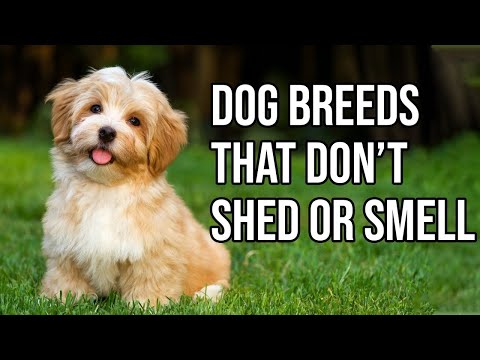 , title : 'Top 10 Dog Breeds That Don't shed or smell | Small Dog Breeds That Don't Shed'