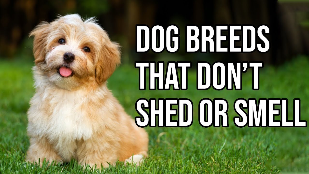 Top 10 Dog Breeds That Don't shed or smell | Small Dog Breeds That Don't Shed