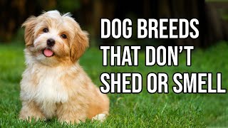 Top 10 Dog Breeds That Don