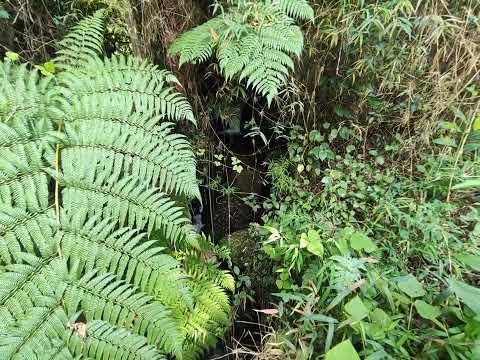Tibaná Boyacá Colombia bienvenidos todos a Colombia 🍀🤞🐅🤞🤞💚 a 