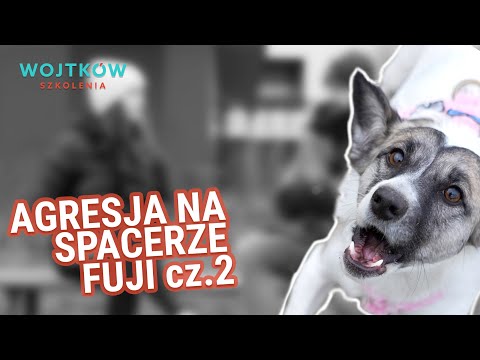 Agresja Psa na Spacerze. Praktyczne wykorzystanie zdobytych umiejętności. Mój pies się rzuca.