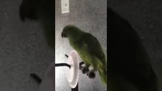 Lora Cantando QUE PERRA ES MI AMIGA