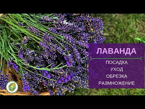 Все о лаванде - посадка, уход, обрезка, размножение, применение