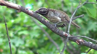 Download lagu Rose-Breasted Grosbeak Call Female 1 HQ HD mp3 Download lagu Rose-Breasted Grosbeak Call Female 1 HQ HD mp3