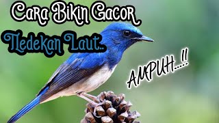 Download lagu Terapi kicauan | Masteran Tledekan Penyulingan Panjang Laut...!! | Saluran YW mp3 Download lagu Terapi kicauan | Masteran Tledekan Penyulingan Panjang Laut...!! | Saluran YW mp3