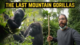 I saw The LAST MOUNTAIN GORILLAS in Uganda!