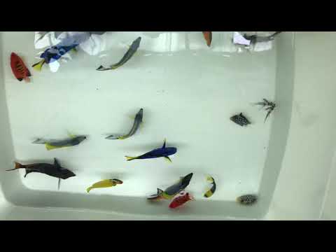 Achitang, nẻ nhật, nẻ xanh, tang vàng, thiên Cá biển đẹp về tại shop ngày 9/4/2019