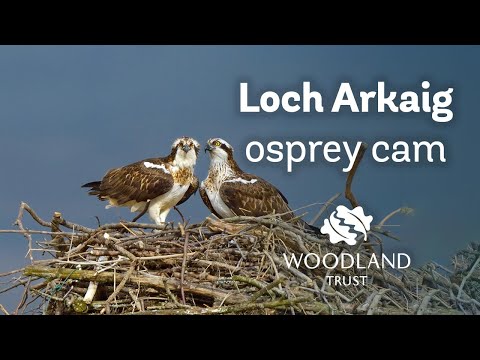 Male osprey builds nest - Loch Arkaig Osprey Cam (2020)