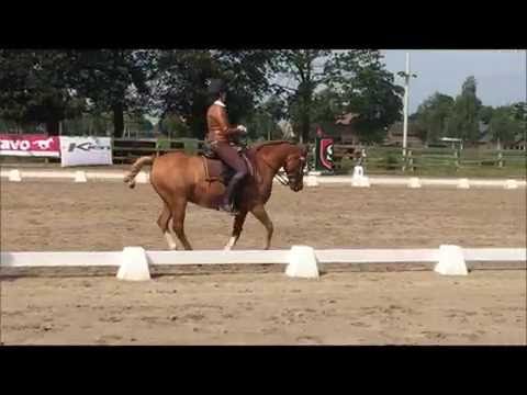 Talina Lorei Working Equitation Masterclass