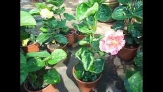 Hibiscus rosa-sinensis cultivars (Bunga Raya)