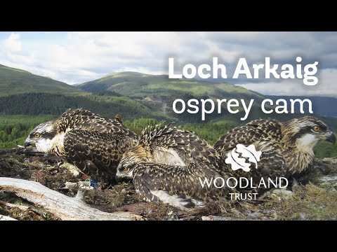 Three osprey chicks snuggle together on nest - Loch Arkaig Osprey Cam (2020)