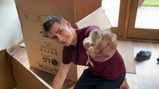 FULL VIDEO HATCHING EGGS shipped from Meyer Hatchery! 96% Hatch RATE! From arrival to hatch!