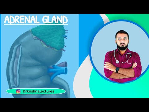 ADRENAL GLAND | USMLE STEP 2 | PART 1