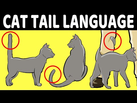 Your Cat's Tail Language Finally Explained