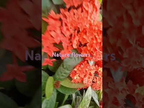 more Beauty flowers blooms ll#flowers #homegarden #natural #trendingshorts