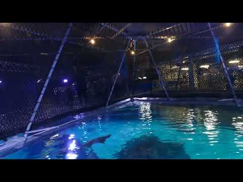 24 01 23 rope bridge over shark tank