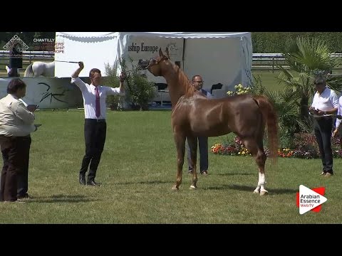 3rd - N.89 PRIMEVAL KOSSACK - Chantilly 2016 ABCE - Stallions 4-7 years old (Class 9)