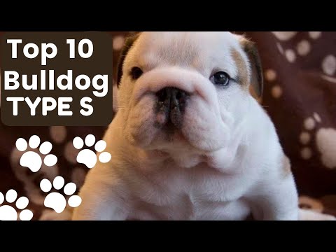 Top 10 Bulldogs | Types Of Bulldogs_Part1 | Australian Victorian Catahoula Bulldogs | Animals Detail