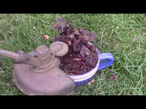 Explosive Ember Pepper Growing From Seedling Through The Summer