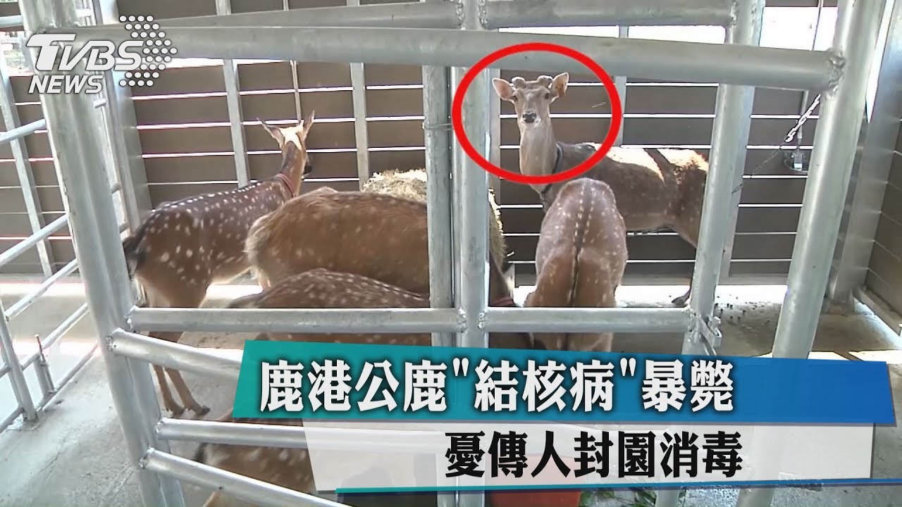 鹿港公鹿「結核病」暴斃 憂傳人封園消毒