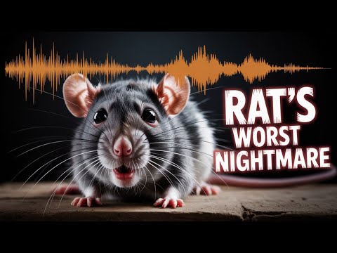 Ultralyd mod rotter – 6 timers version – Hold gnaverne væk med det samme!