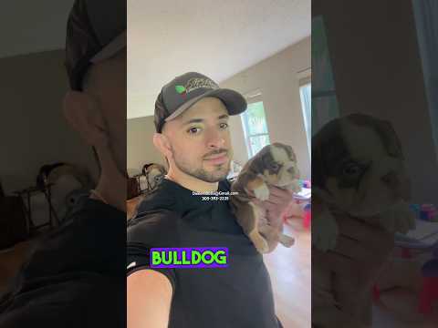 American Tactical Bulldog Review (2022 American Tactical Shotgun Review)