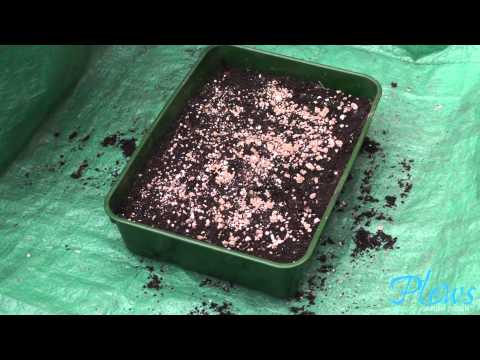 How to sow seeds indoors How to sow seeds indoors