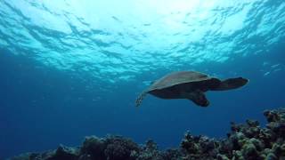 Sea Quest Divers Den 2018